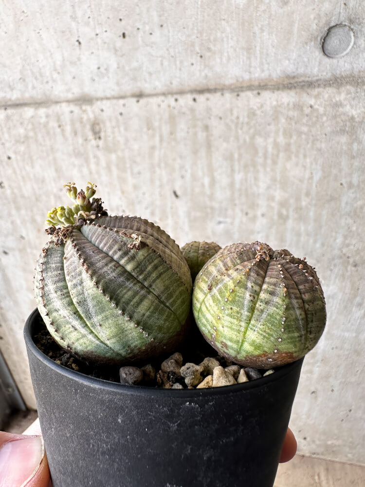 【現品限り】ユーフォルビア・オベサ 多頭【H60】 Euphorbia obesa