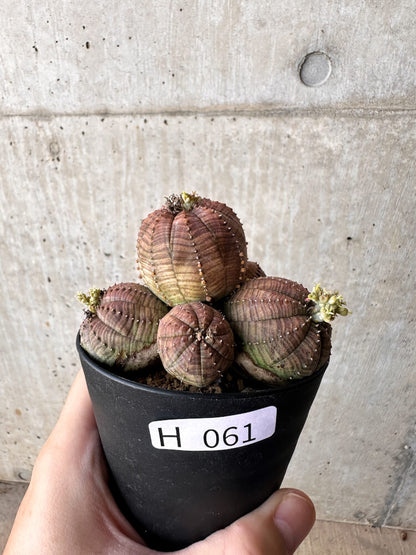 【現品限り】ユーフォルビア・オベサ 多頭【H61】 Euphorbia obesa