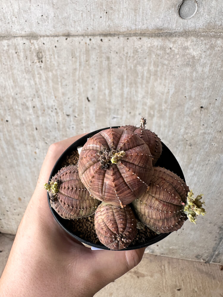 【現品限り】ユーフォルビア・オベサ 多頭【H61】 Euphorbia obesa