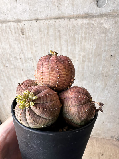 【現品限り】ユーフォルビア・オベサ 多頭【H61】 Euphorbia obesa