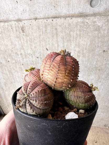 【現品限り】ユーフォルビア・オベサ 多頭【H61】 Euphorbia obesa