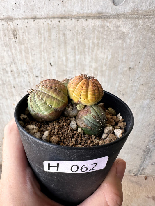 【現品限り】ユーフォルビア・オベサ 多頭【H62】 Euphorbia obesa