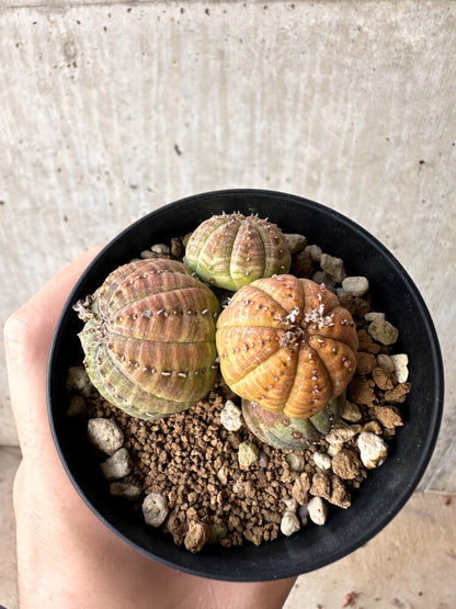 【現品限り】ユーフォルビア・オベサ 多頭【H62】 Euphorbia obesa