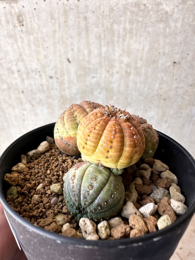 【現品限り】ユーフォルビア・オベサ 多頭【H62】 Euphorbia obesa