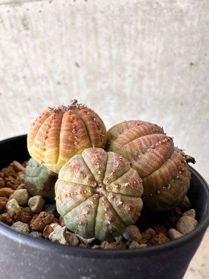 【現品限り】ユーフォルビア・オベサ 多頭【H62】 Euphorbia obesa
