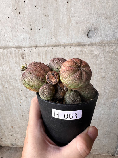 【現品限り】ユーフォルビア・オベサ 多頭【H63】 Euphorbia obesa