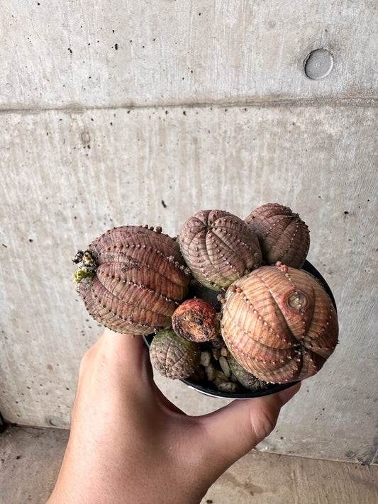 【現品限り】ユーフォルビア・オベサ 多頭【H63】 Euphorbia obesa