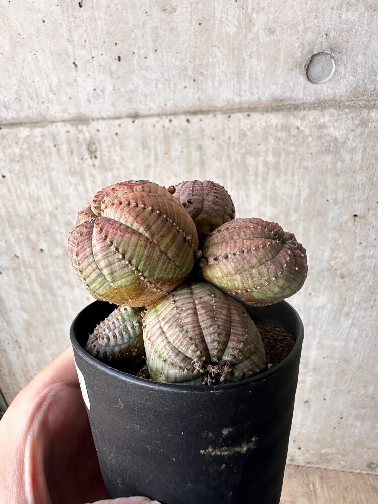 現品限り】ユーフォルビア・オベサ 多頭【H63】 Euphorbia obesa 塊根