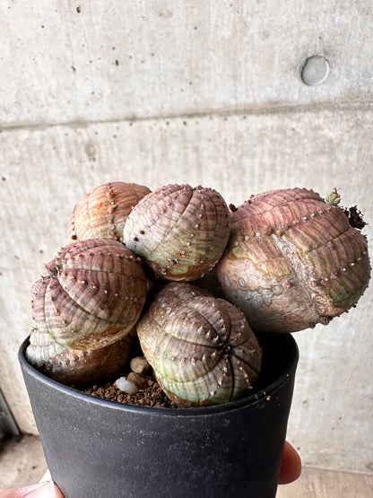 【現品限り】ユーフォルビア・オベサ 多頭【H63】 Euphorbia obesa