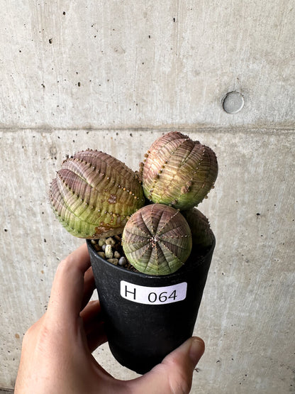 【現品限り】ユーフォルビア・オベサ 多頭【H64】 Euphorbia obesa
