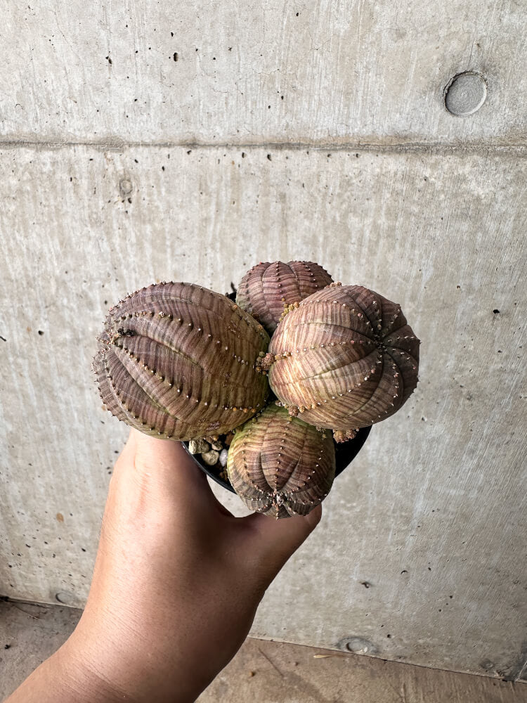 【現品限り】ユーフォルビア・オベサ 多頭【H64】 Euphorbia obesa