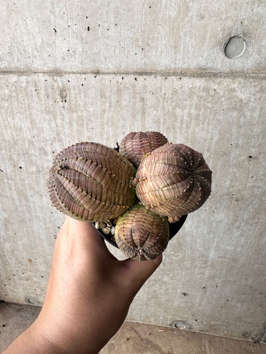 【現品限り】ユーフォルビア・オベサ 多頭【H64】 Euphorbia obesa