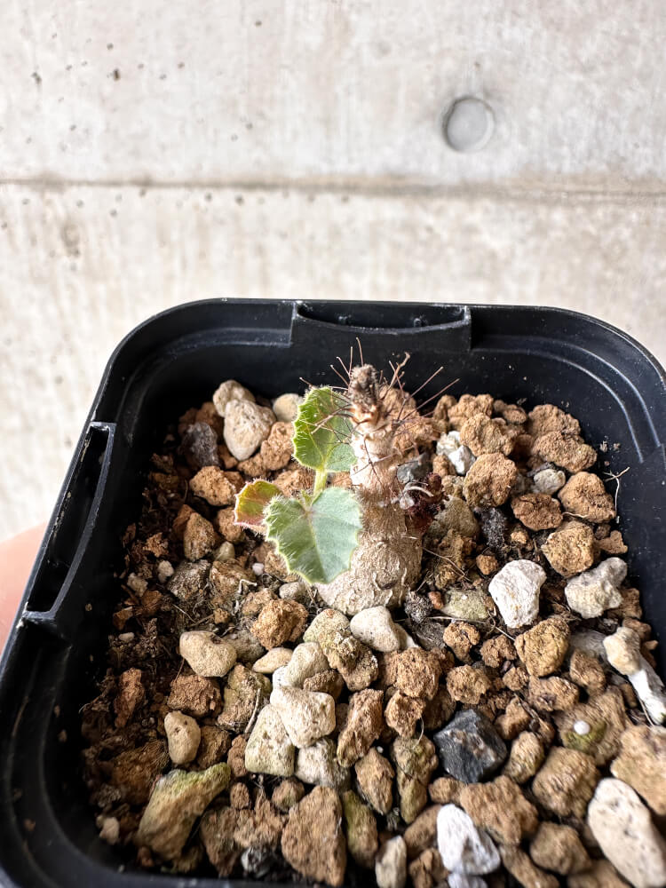 【現品限り】ヤトロファ・マルギナータ【H6】 Jatropha marginata