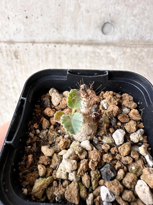 【現品限り】ヤトロファ・マルギナータ【H6】 Jatropha marginata