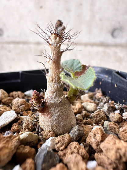 【現品限り】ヤトロファ・マルギナータ【H6】 Jatropha marginata