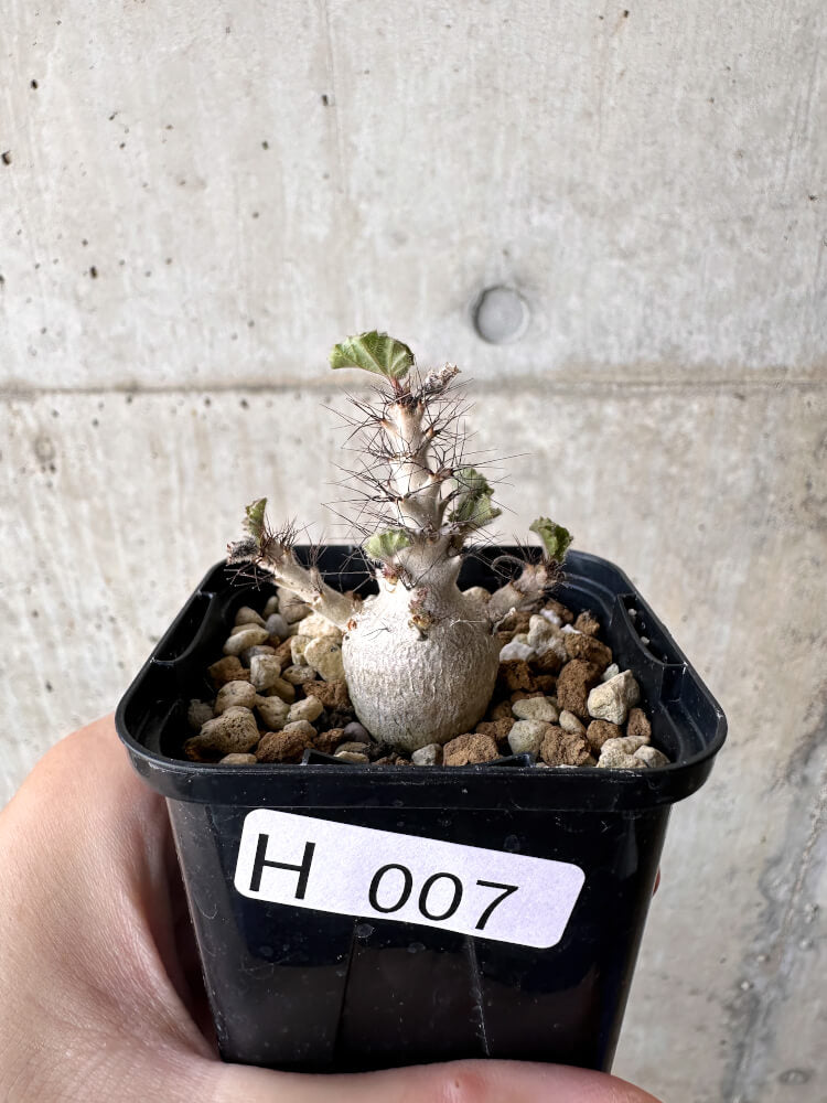 【現品限り】ヤトロファ・マルギナータ【H7】 Jatropha marginata