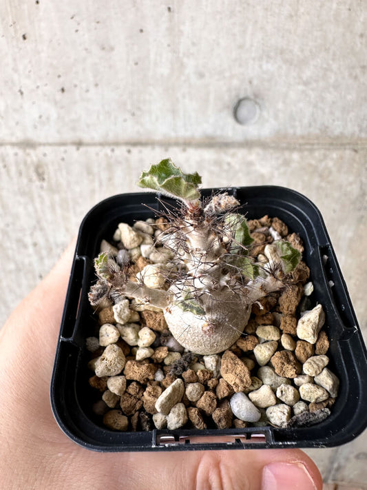 【現品限り】ヤトロファ・マルギナータ【H7】 Jatropha marginata