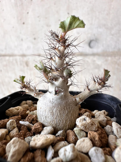 【現品限り】ヤトロファ・マルギナータ【H7】 Jatropha marginata