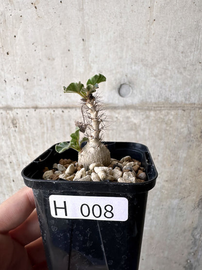 【現品限り】ヤトロファ・マルギナータ【H8】 Jatropha marginata