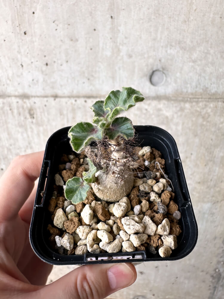 【現品限り】ヤトロファ・マルギナータ【H8】 Jatropha marginata