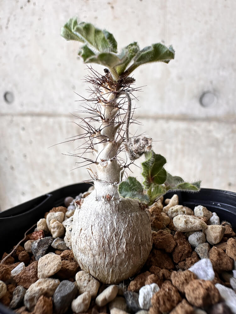 【現品限り】ヤトロファ・マルギナータ【H8】 Jatropha marginata