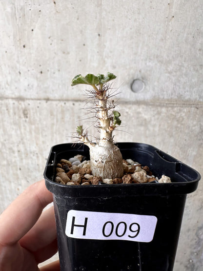 【現品限り】ヤトロファ・マルギナータ【H9】 Jatropha marginata