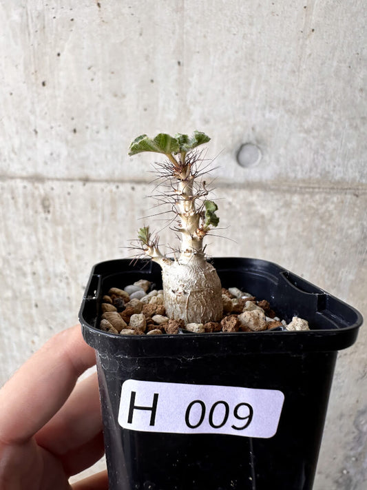 【現品限り】ヤトロファ・マルギナータ【H9】 Jatropha marginata