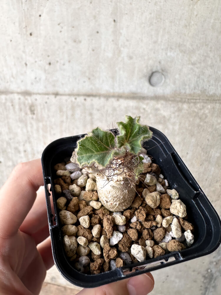 【現品限り】ヤトロファ・マルギナータ【H9】 Jatropha marginata