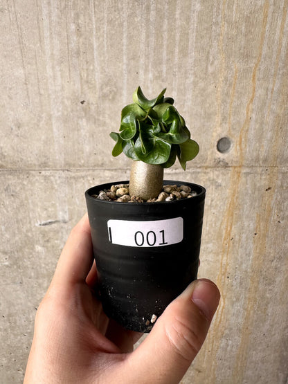 【現品限り】アデニウム・DHA 葉巻【I1】 Adenium DHA