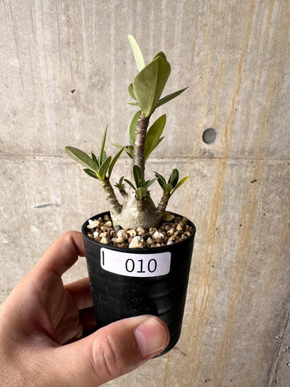 【現品限り】アデニウム・アラビカム【I10】 Adenium arabicum