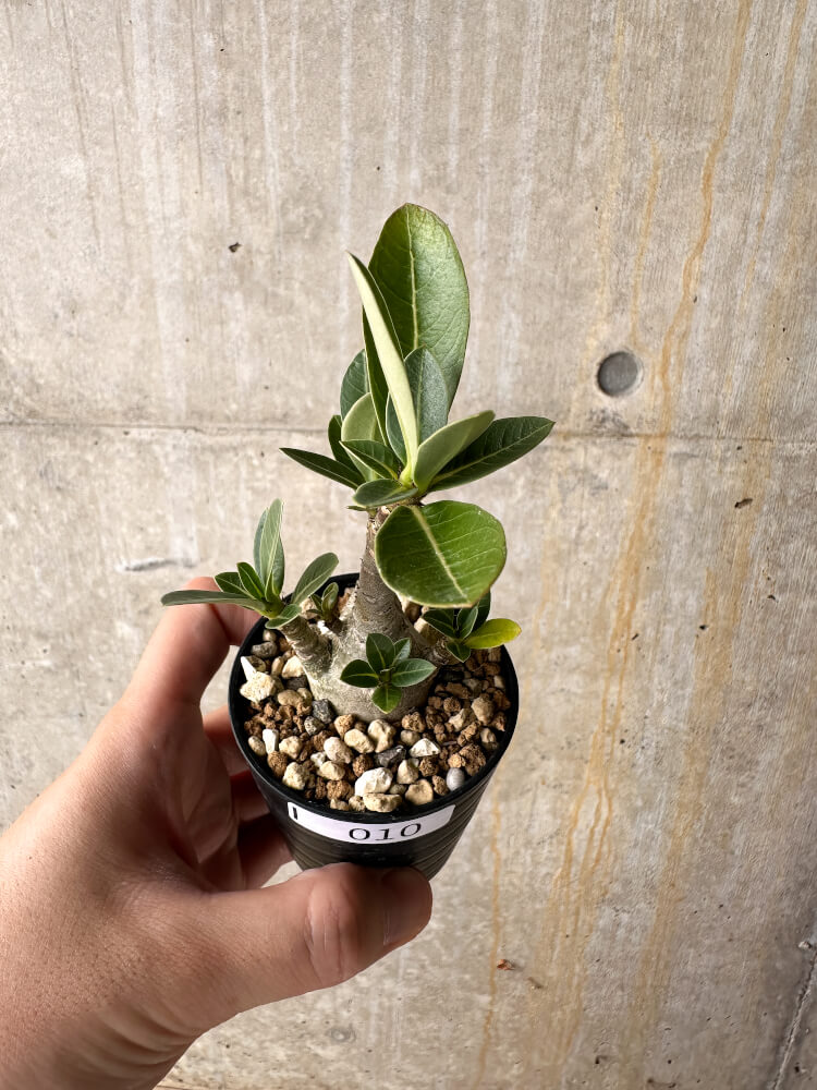 【現品限り】アデニウム・アラビカム【I10】 Adenium arabicum