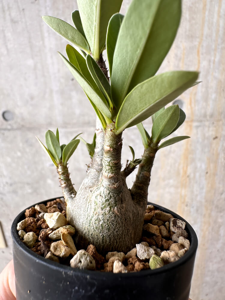 現品限り】アデニウム・アラビカム【I10】 Adenium arabicum 塊根植物
