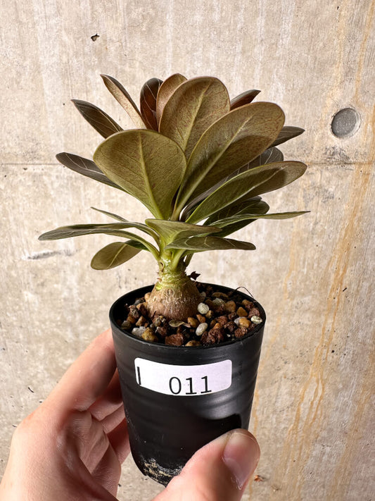 【現品限り】アデニウム・ソコトラナム 実生【I11】 Adenium socotranum