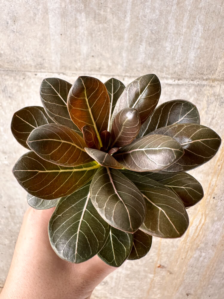 【現品限り】アデニウム・ソコトラナム 実生【I11】 Adenium socotranum