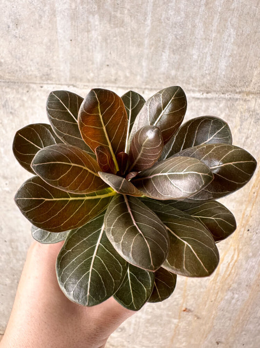 【現品限り】アデニウム・ソコトラナム 実生【I11】 Adenium socotranum