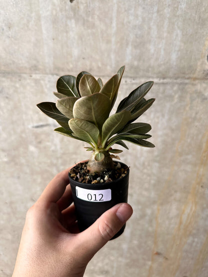 【現品限り】アデニウム・ソコトラナム 実生【I12】 Adenium socotranum