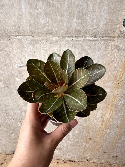【現品限り】アデニウム・ソコトラナム 実生【I12】 Adenium socotranum