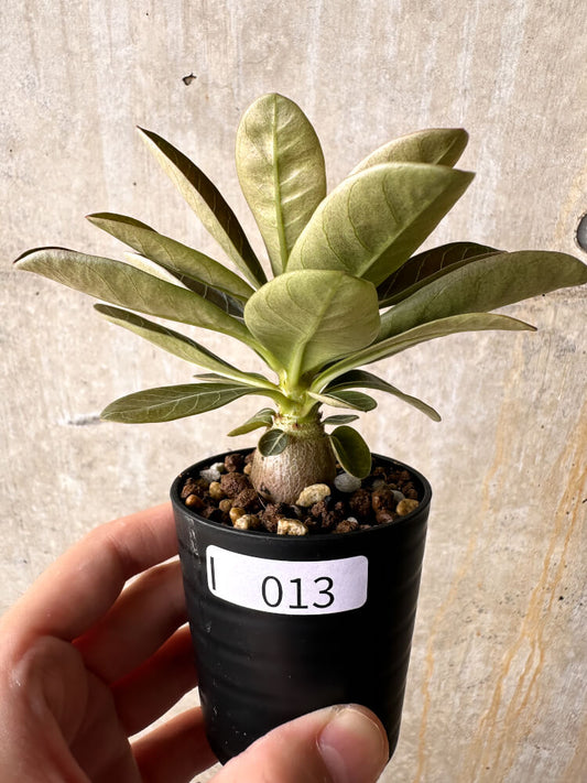 【現品限り】アデニウム・ソコトラナム 実生【I13】 Adenium socotranum