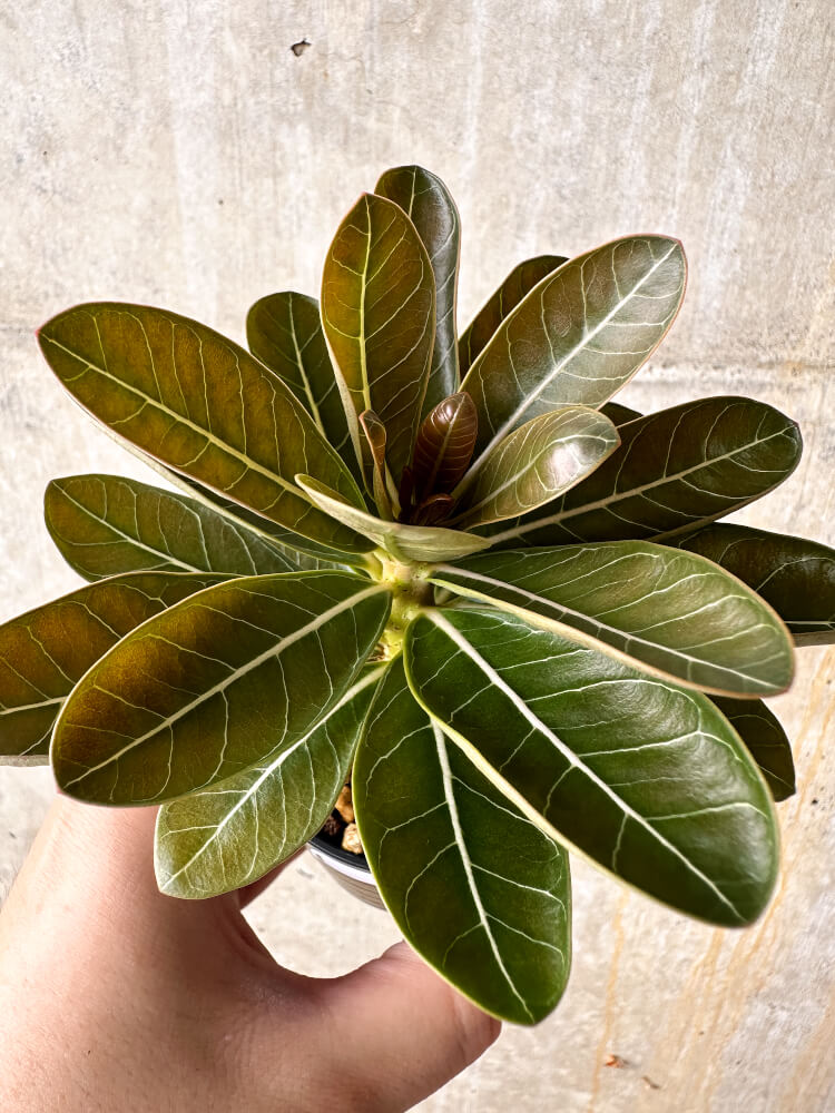 【現品限り】アデニウム・ソコトラナム 実生【I13】 Adenium socotranum