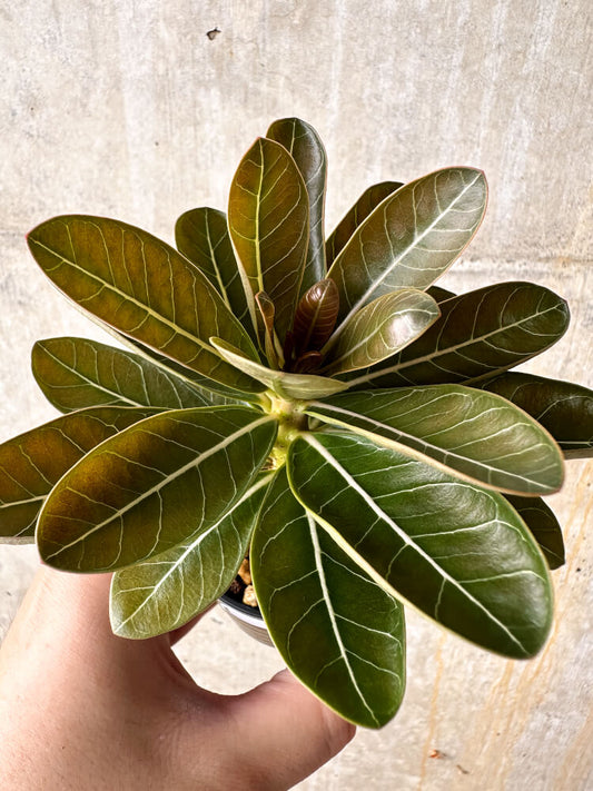 【現品限り】アデニウム・ソコトラナム 実生【I13】 Adenium socotranum