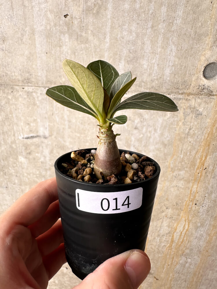【現品限り】アデニウム・ソコトラナム 実生【I14】 Adenium socotranum