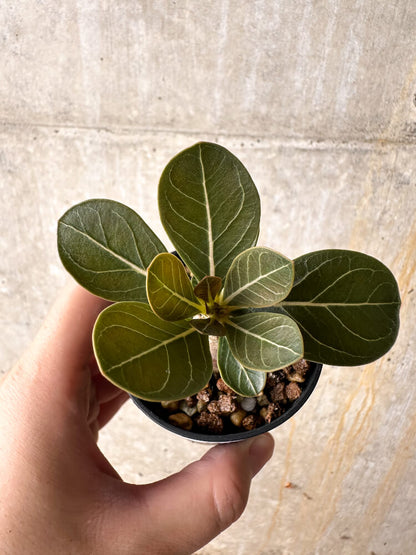 【現品限り】アデニウム・ソコトラナム 実生【I14】 Adenium socotranum