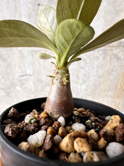 【現品限り】アデニウム・ソコトラナム 実生【I14】 Adenium socotranum