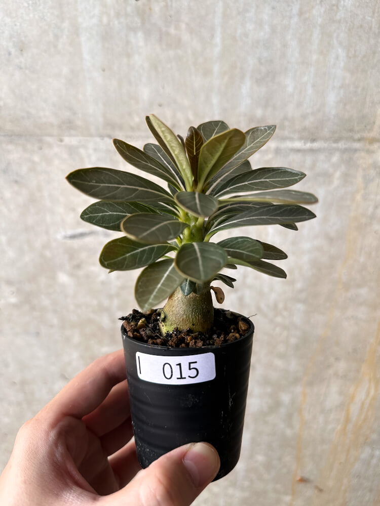 【現品限り】アデニウム・ソコトラナム 実生【I15】 Adenium socotranum