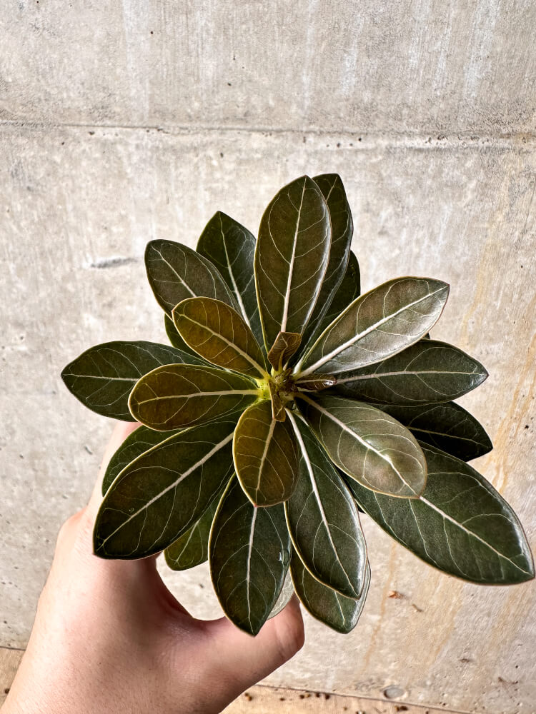 【現品限り】アデニウム・ソコトラナム 実生【I15】 Adenium socotranum