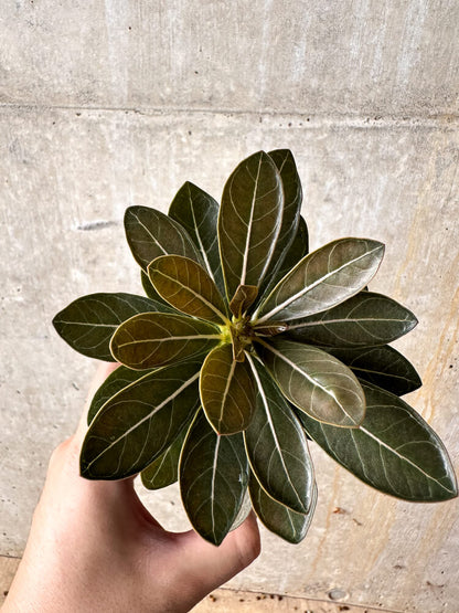 【現品限り】アデニウム・ソコトラナム 実生【I15】 Adenium socotranum