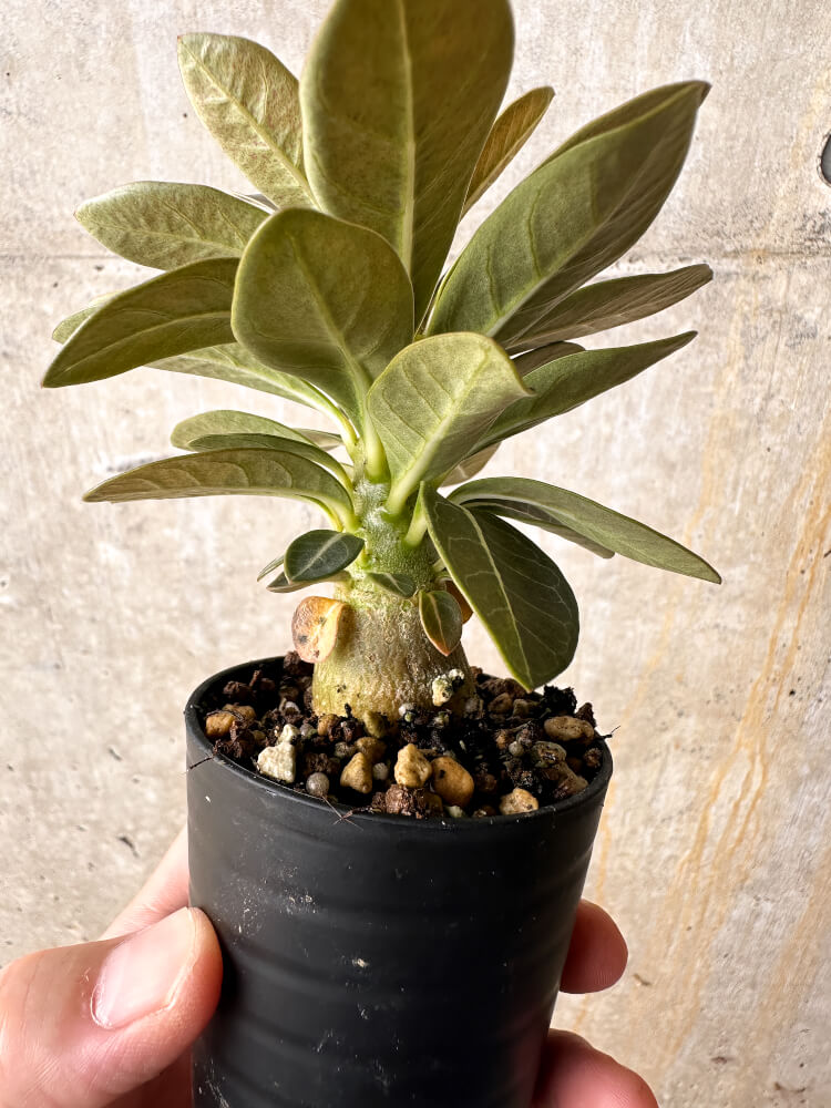 【現品限り】アデニウム・ソコトラナム 実生【I15】 Adenium socotranum