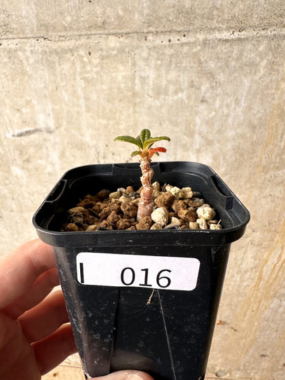 【現品限り】ドルステニア・ギガス 実生【I16】 Dorstenia gigas