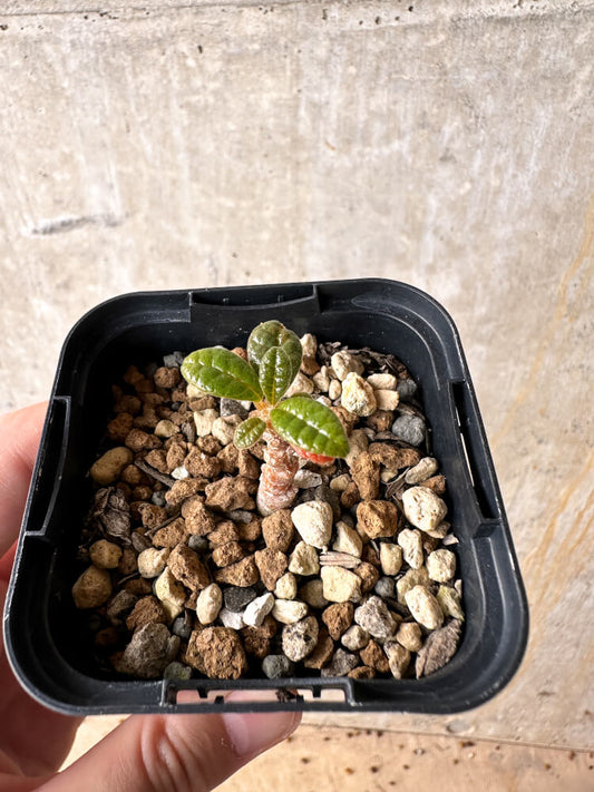【現品限り】ドルステニア・ギガス 実生【I16】 Dorstenia gigas