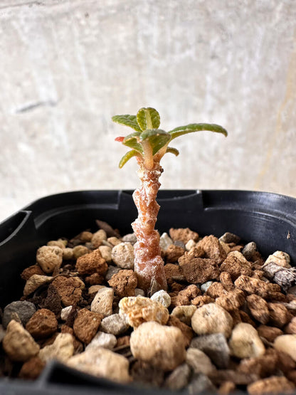 【現品限り】ドルステニア・ギガス 実生【I16】 Dorstenia gigas